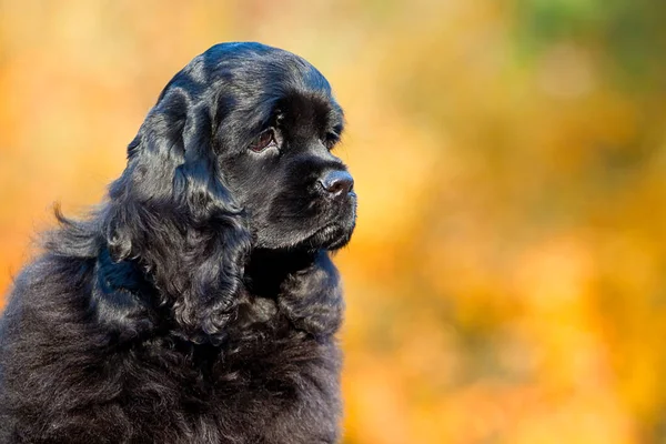 Portret Cocker Spaniel Amerykański — Zdjęcie stockowe