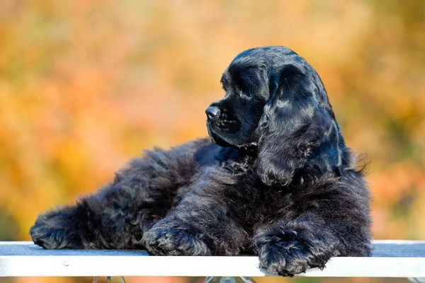 Amerykański Cocker Spaniel Leżący Płocie — Zdjęcie stockowe