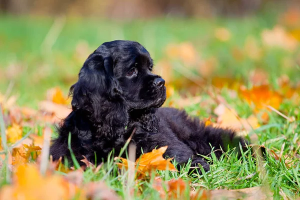 Amerykański Cocker Spaniel Jesiennym Lesie — Zdjęcie stockowe