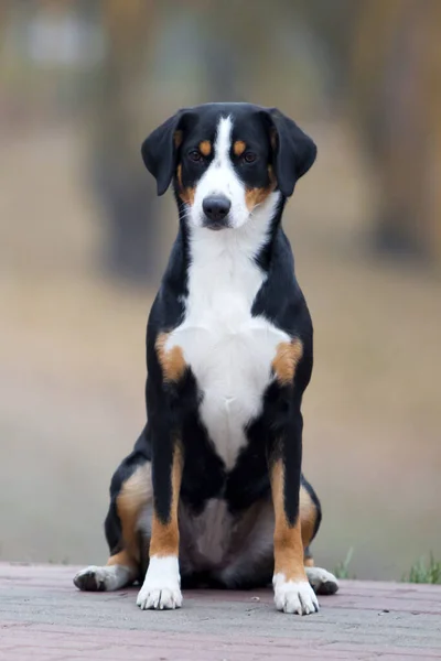 Entlebucher Mountain Dog Вулиці — стокове фото