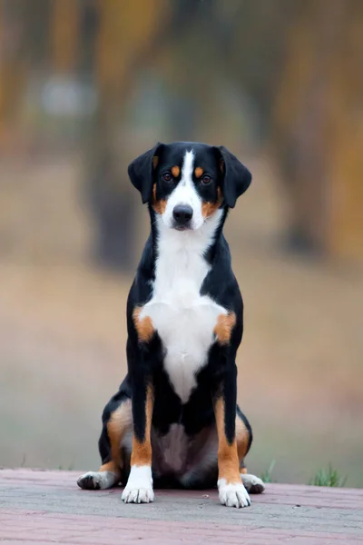Entlebucher Dağ Köpeği