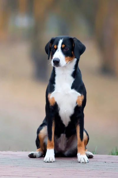 Entlebucher Mountain Dog All Aperto — Foto Stock
