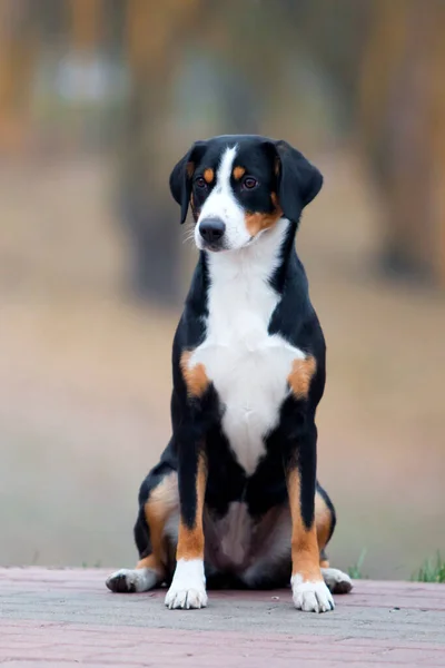 Entlebucher Mountain Dog Zewnątrz — Zdjęcie stockowe