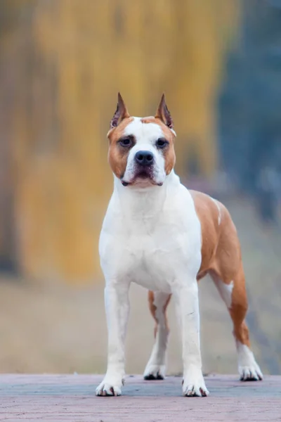 American Staffordshire Terrier Hund Utomhus — Stockfoto