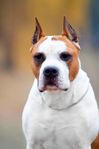 American Staffordshire Terrier Cão Livre — Fotografia de Stock