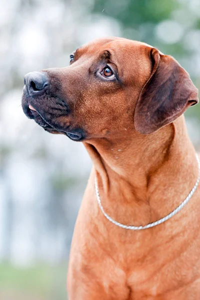 Porträt Eines Dänischen Broholmers — Stockfoto