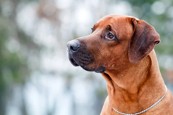 Danimarkalı bir Broholmer 'ın Portresi