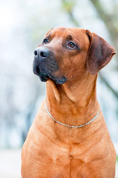 Portrait Danish Broholmer — Stock Photo, Image