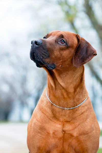 Portrait Danish Broholmer — Stock Photo, Image