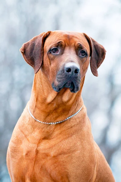 Porträtt Dansk Broholmer — Stockfoto