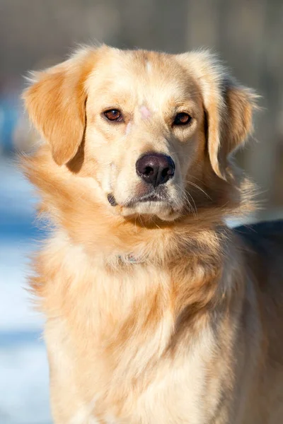 Leuke Labrador Sneeuw — Stockfoto