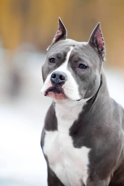 American Staffordshire Terrier Chien Plein Air — Photo