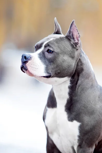 American Staffordshire Terrier Chien Plein Air — Photo