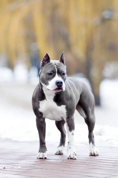American Staffordshire Terrier dog outdoor