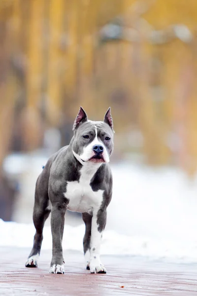 American Staffordshire Terrier Cão Livre — Fotografia de Stock