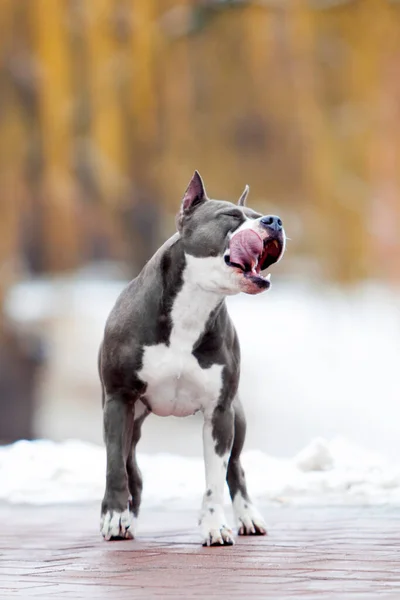 American Staffordshire Terrier Chien Plein Air — Photo