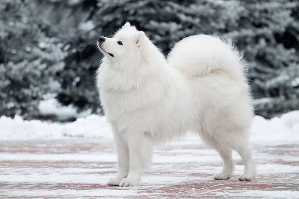 Adorable Perro Samoed Aire Libre — Foto de Stock