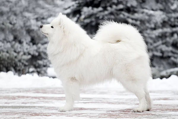 Adorável Samoed Cão Livre — Fotografia de Stock