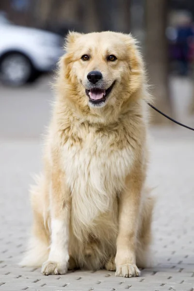 Чарівна Лабрадорська Собака Парку — стокове фото
