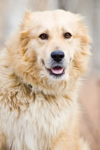 Adorável Cão Labradore Parque — Fotografia de Stock