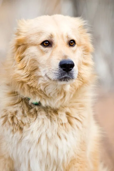 Parktaki Sevimli Labrador Köpeği — Stok fotoğraf