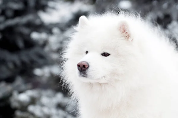 Adorável Samoed Cão Livre — Fotografia de Stock