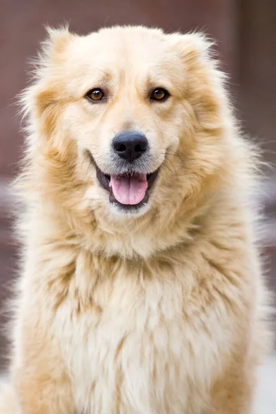 Adorável Cão Labradore Parque — Fotografia de Stock