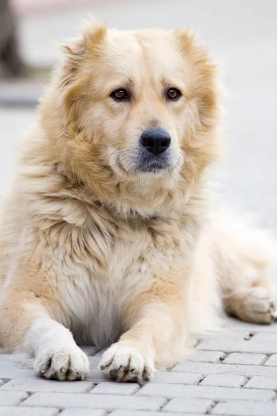 Liebenswerter Labrador Hund Park — Stockfoto