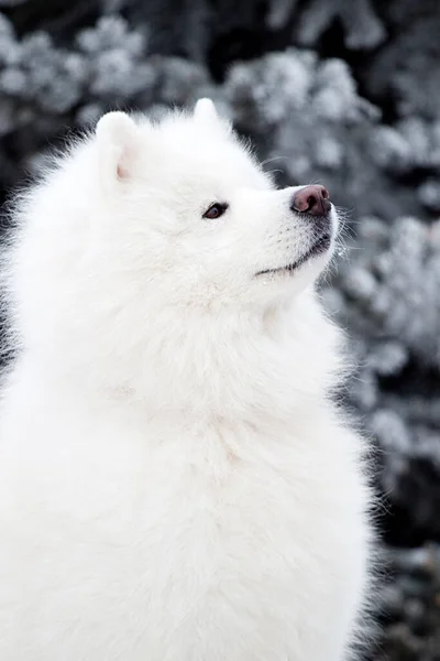 Sevimli Samoed Köpeği Açık Havada — Stok fotoğraf