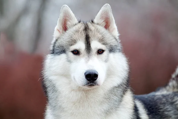 Uroczy Syberyjski Husky Pies Świeżym Powietrzu Zimie — Zdjęcie stockowe