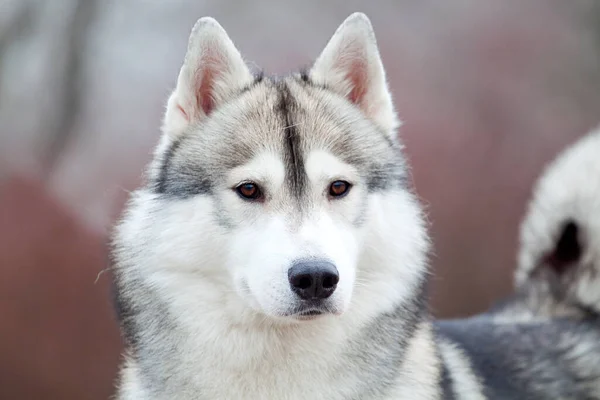 Bedårande Sibirisk Husky Hund Utomhus Vintern — Stockfoto