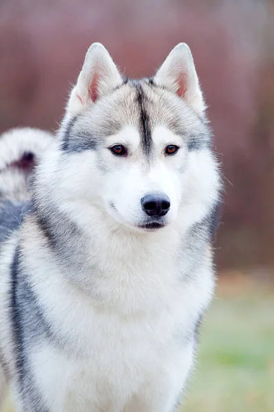 Imádnivaló Szibériai Husky Kutya Szabadban Télen — Stock Fotó