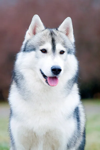 可爱的西伯利亚哈士奇犬在户外 — 图库照片