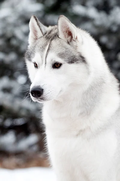 Adorable Perro Husky Siberiano Aire Libre Invierno —  Fotos de Stock