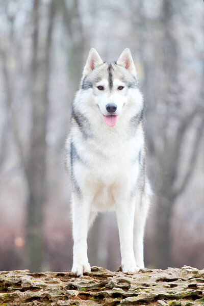 Adorable siberian husky dog outdoors in winter