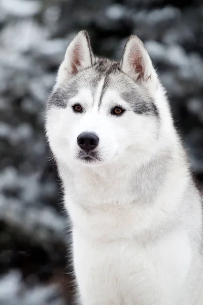 Rozkošný Sibiřský Husky Pes Venku Zimě — Stock fotografie