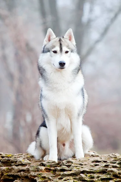 Imádnivaló Szibériai Husky Kutya Szabadban Télen — Stock Fotó