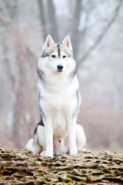 Adorable Siberian Husky Dog Outdoors Winter — Stock Photo, Image