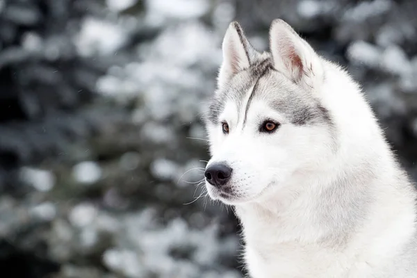 Uroczy Syberyjski Husky Pies Świeżym Powietrzu Zimie — Zdjęcie stockowe