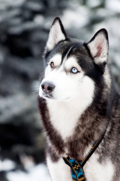 Rozkošný Sibiřský Husky Pes Venku Zimě — Stock fotografie