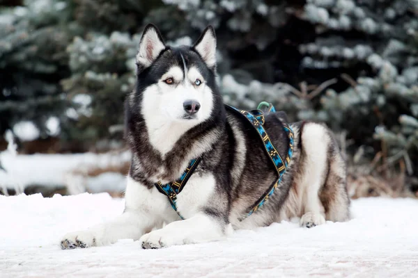 Bedårande Sibirisk Husky Hund Utomhus Vintern — Stockfoto