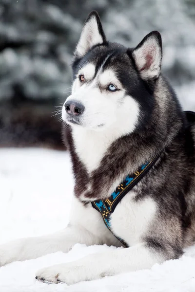 Bedårande Sibirisk Husky Hund Utomhus Vintern — Stockfoto