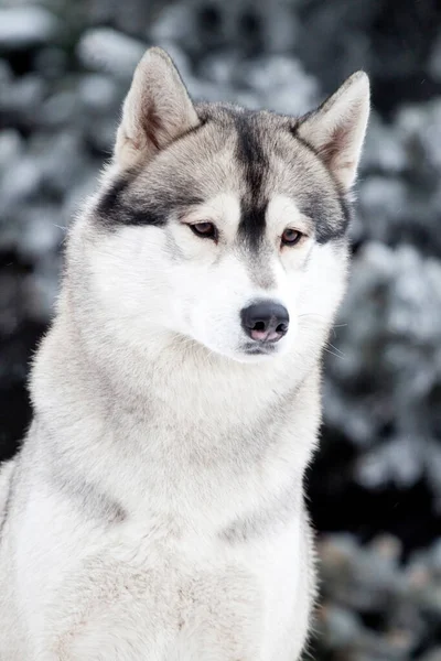 Imádnivaló Szibériai Husky Kutya Szabadban Télen — Stock Fotó