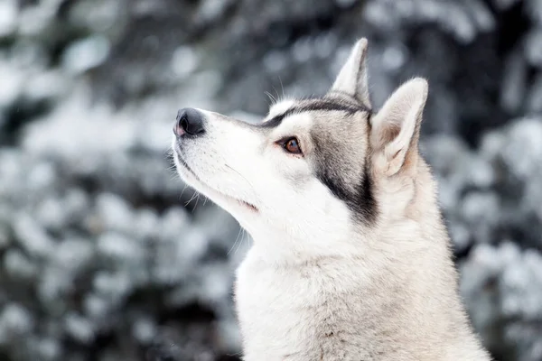 Rozkošný Sibiřský Husky Pes Venku Zimě — Stock fotografie