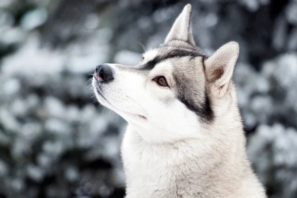 Uroczy Syberyjski Husky Pies Świeżym Powietrzu Zimie — Zdjęcie stockowe