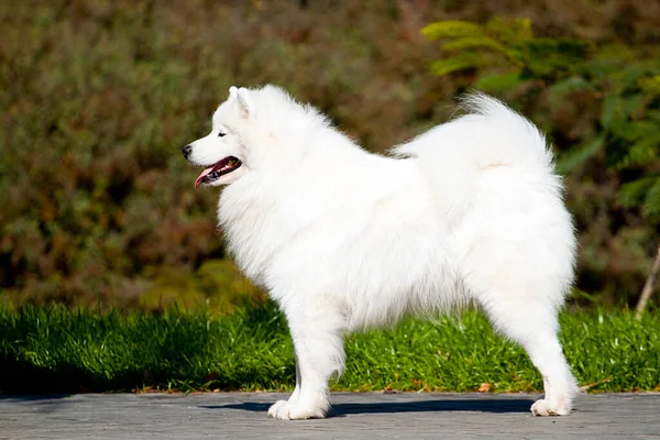 Adorable Perro Samoed Aire Libre — Foto de Stock