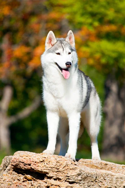 Bedårande Sibirisk Husky Hund Utomhus — Stockfoto