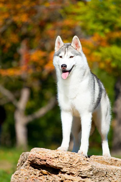 Bedårande Sibirisk Husky Hund Utomhus — Stockfoto