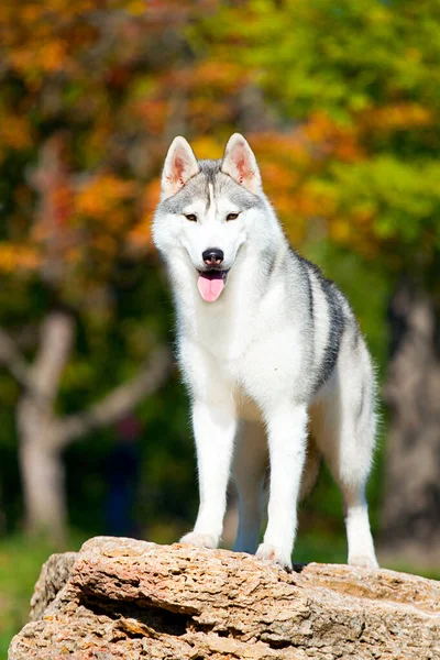 Uroczy Syberyjski Husky Pies Zewnątrz — Zdjęcie stockowe