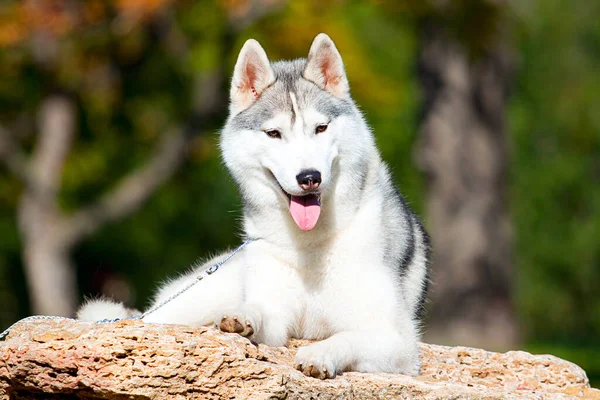 Bedårande Sibirisk Husky Hund Utomhus — Stockfoto